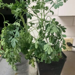 Rue Plant (Ruta graveolens) - 4 Live Plants in 1 Pot - Hardy Aromatic Herb for Outdoors - Image 1
