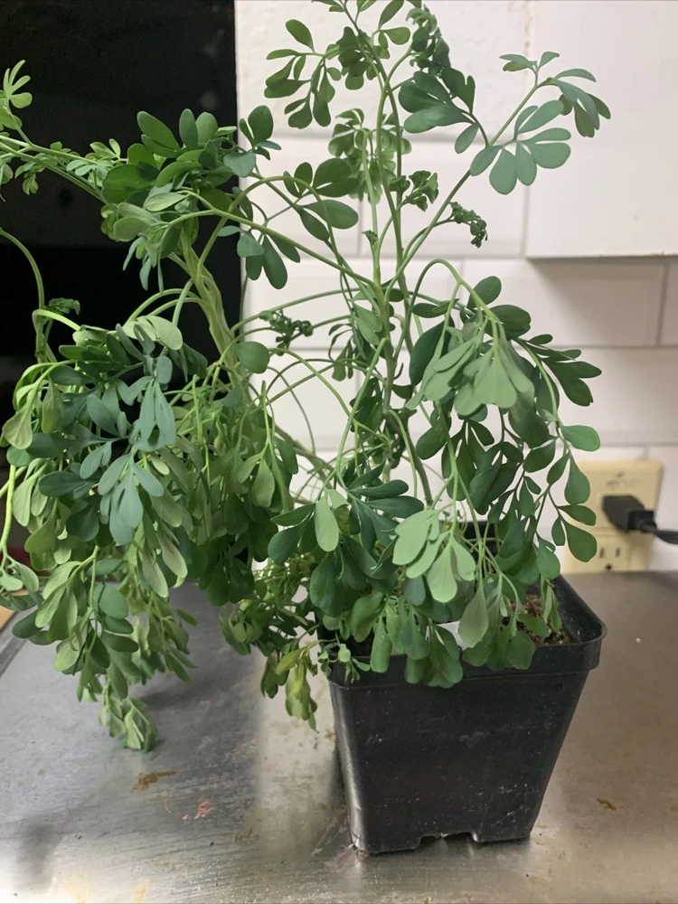 Rue Plant (Ruta graveolens) - 4 Live Plants in 1 Pot - Hardy Aromatic Herb for Outdoors - Image 1