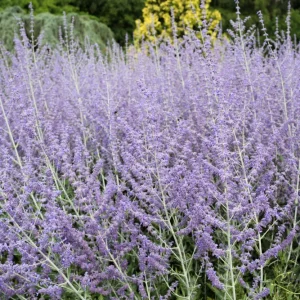 Russian Sage Live Plant - Perovskia atriplicifolia Starter - 2.5