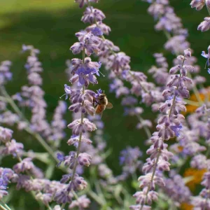 Russian Sage Live Plant - Perovskia atriplicifolia Starter - 2.5