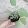 Sage Berggarten Live Plant – Aromatic Herb – 4 inch Pot – Indoor/Outdoor - Image 1