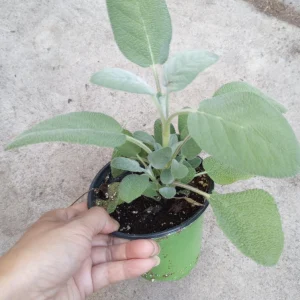 Sage Berggarten Live Plant – Aromatic Herb – 4 inch Pot – Indoor/Outdoor - Image 1
