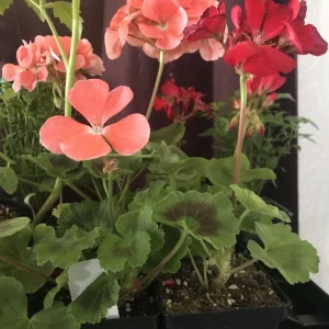 Salmon Orange Geranium Live Plant – 4 inch Pot – Annual Flower for Garden & Planters - Image 2