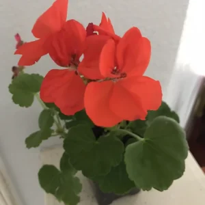 Salmon Orange Geranium Live Plant – 4 inch Pot – Annual Flower for Garden & Planters - Image 3
