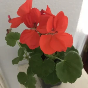 Salmon Orange Geranium Live Plant – 4 inch Pot – Annual Flower for Garden & Planters - Image 4