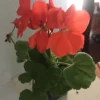 Salmon Orange Geranium Live Plant – 4 inch Pot – Annual Flower for Garden & Planters - Image 1