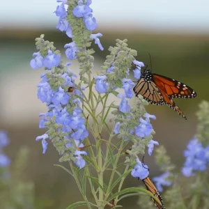 Salvia Azurea Live Plant - Blue Sage Perennial - 3 inch Pot - Outdoor Native - Image 2