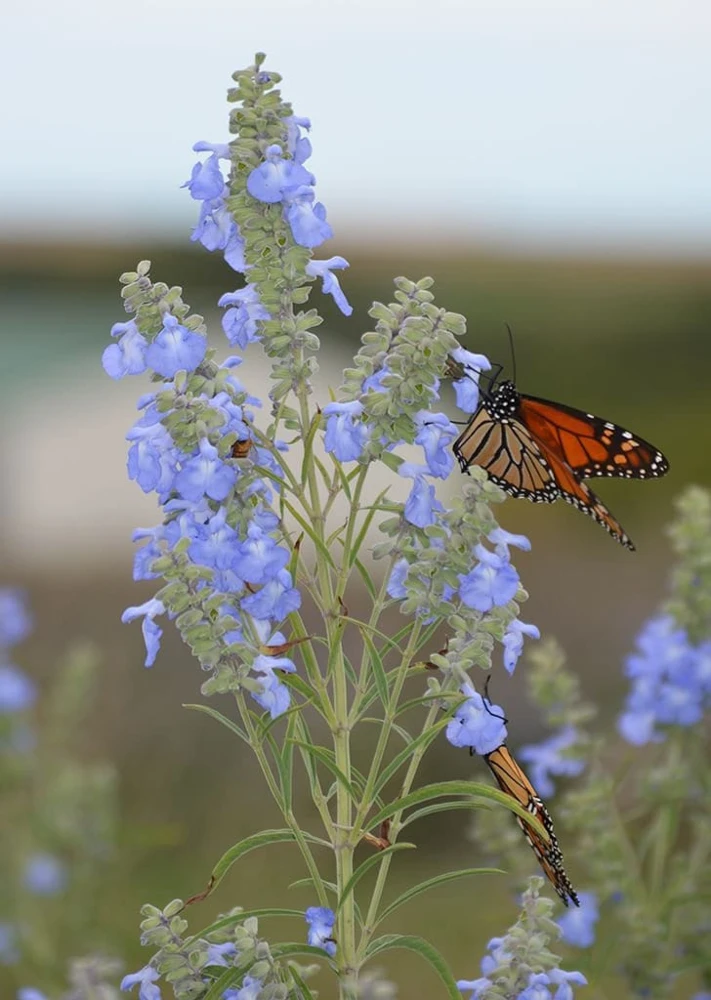 Salvia Azurea Live Plant - Blue Sage Perennial - 3 inch Pot - Outdoor Native - Image 2