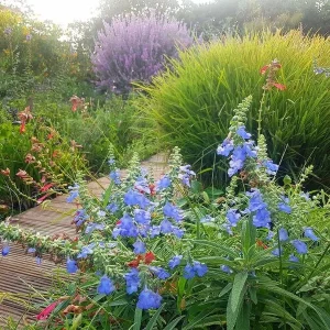 Salvia Azurea Live Plant - Blue Sage Perennial - 3 inch Pot - Outdoor Native - Image 3