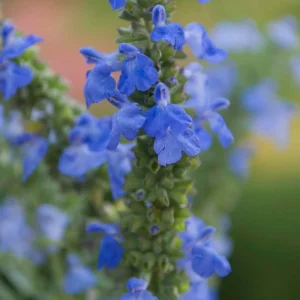 Salvia Azurea Live Plant - Blue Sage Perennial - 3 inch Pot - Outdoor Native - Image 4