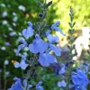 Salvia Azurea Live Plant - Blue Sage Perennial - 3 inch Pot - Outdoor Native - Image 1