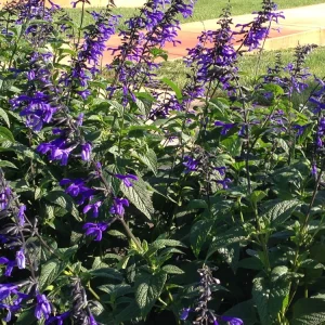 Salvia 'Black and Blue' Live Perennial Plant - Cobalt Blooms - 2.5
