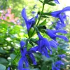 Salvia 'Black and Blue' Live Perennial Plant - Cobalt Blooms - 2.5" Pot - Image 1