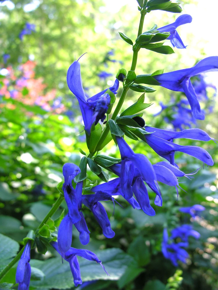 Salvia 'Black and Blue' Live Perennial Plant - Cobalt Blooms - 2.5" Pot - Image 1