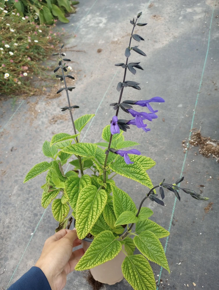 Salvia Black Bloom Live Plant – 6 inch Pot – Outdoor Flowering Shrub - Image 1