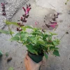Salvia Coccinea Live Plant – Scarlet Sage in 6 inch Pot – Outdoor Perennial - Image 1
