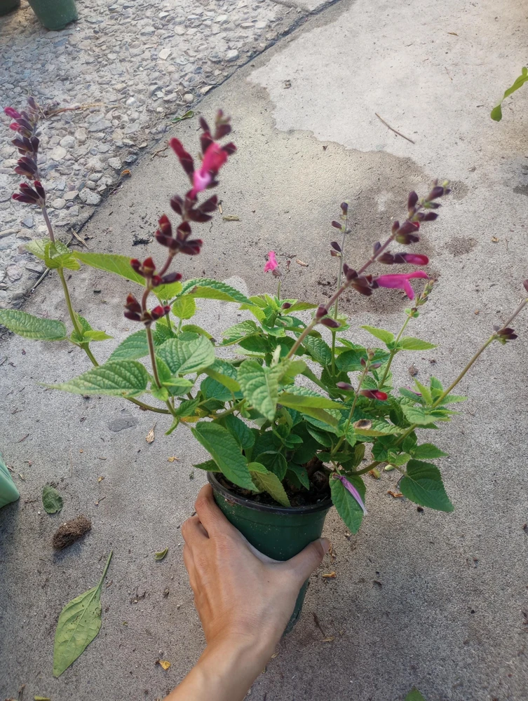 Salvia Coccinea Live Plant – Scarlet Sage in 6 inch Pot – Outdoor Perennial - Image 1