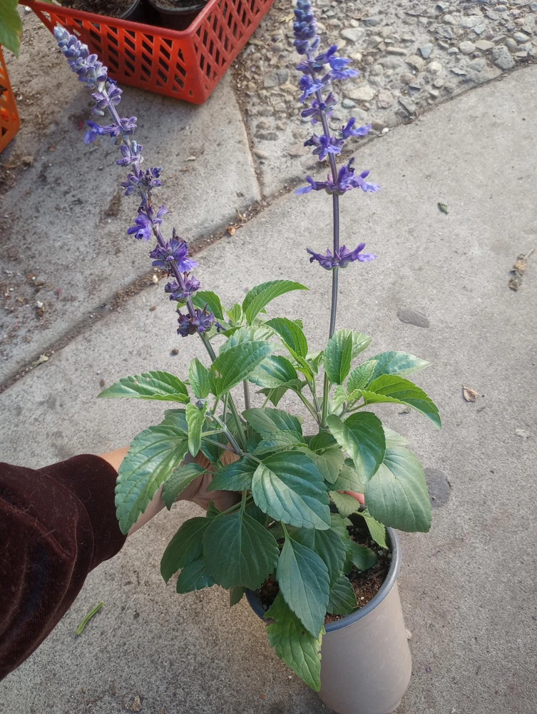 Salvia Mystic Spires Blue Live Plant – 6 inch Pot – Outdoor Perennial Flower - Image 1