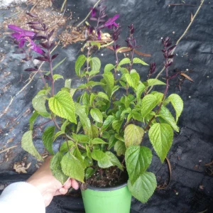 Salvia Rockin Deep Purple Live Plant – 6 Inch Pot – Outdoor Shrub - Image 2