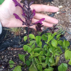 Salvia Rockin Deep Purple Live Plant – 6 Inch Pot – Outdoor Shrub - Image 3