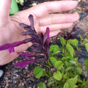 Salvia Rockin Deep Purple Live Plant – 6 Inch Pot – Outdoor Shrub - Image 1