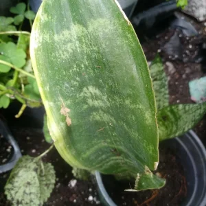 Sansevieria Boncellensis Starfish Snake Plant Live Plant – 3 inch – Indoor/Outdoor - Image 2