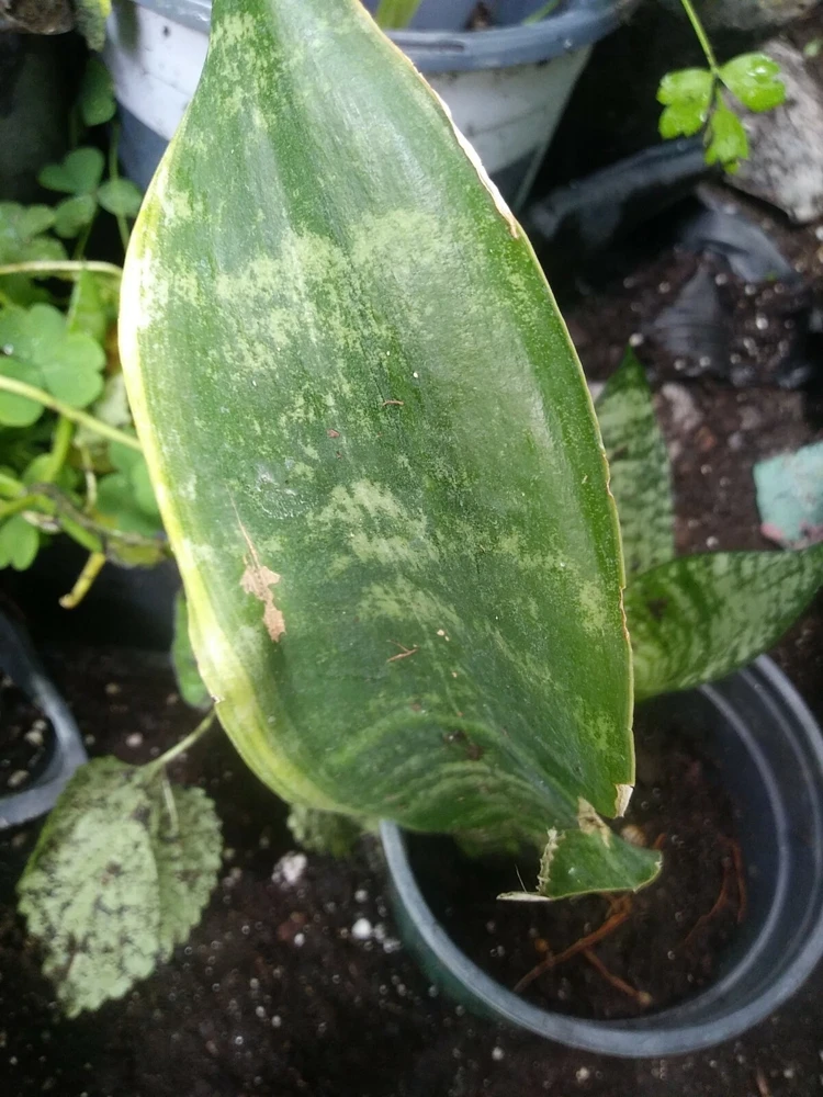 Sansevieria Boncellensis Starfish Snake Plant Live Plant – 3 inch – Indoor/Outdoor - Image 2
