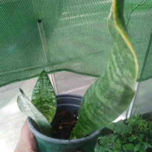 Sansevieria Boncellensis Starfish Snake Plant Live Plant – 3 inch – Indoor/Outdoor - Image 3