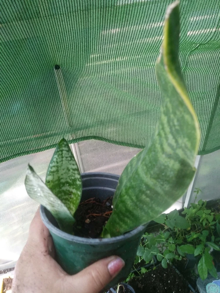 Sansevieria Boncellensis Starfish Snake Plant Live Plant – 3 inch – Indoor/Outdoor - Image 3