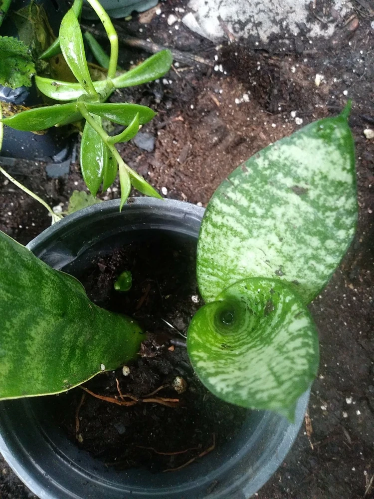 Sansevieria Boncellensis Starfish Snake Plant Live Plant – 3 inch – Indoor/Outdoor - Image 1