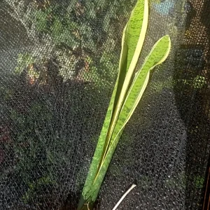 Sansevieria Gold Dust Snake Plant - 8 inch Tall Live Bare Root Plant - Indoor/Outdoor - Image 2