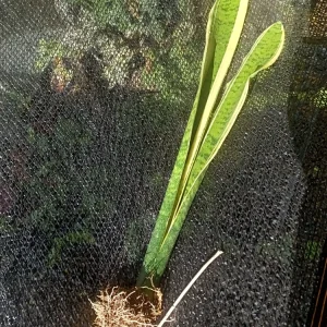 Sansevieria Gold Dust Snake Plant - 8 inch Tall Live Bare Root Plant - Indoor/Outdoor - Image 3