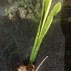 Sansevieria Gold Dust Snake Plant - 8 inch Tall Live Bare Root Plant - Indoor/Outdoor - Image 1