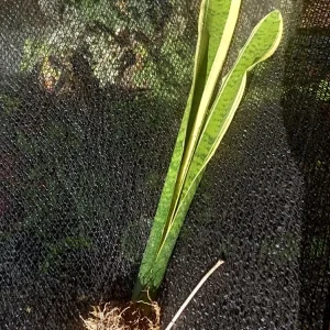 Sansevieria Gold Dust Snake Plant - 8 inch Tall Live Bare Root Plant - Indoor/Outdoor - Image 1
