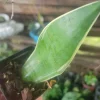 Sansevieria Night Owl Live Plant - Indoor Snake Plant - Easy Care - Image 1