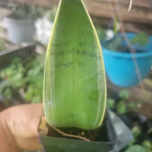 Sansevieria Night Owl Live Plant - Indoor Snake Plant - Easy Care - Image 2