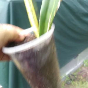 Sansevieria Snake Plant Live Plant – Gold & Green – 2 Varieties – Indoor/Outdoor - Image 3