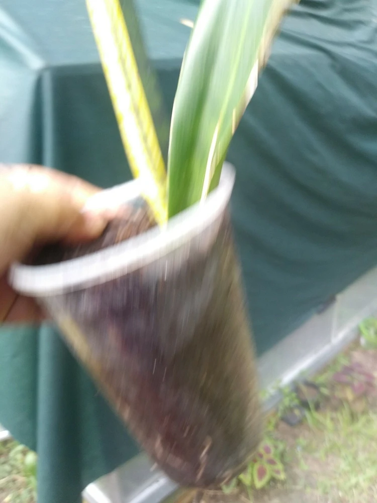 Sansevieria Snake Plant Live Plant – Gold & Green – 2 Varieties – Indoor/Outdoor - Image 3