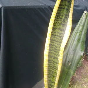 Sansevieria Snake Plant Live Plant – Gold & Green – 2 Varieties – Indoor/Outdoor - Image 4