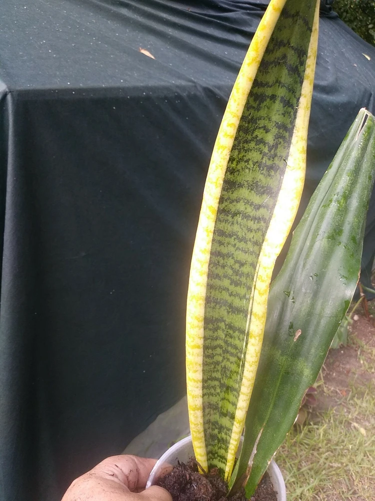Sansevieria Snake Plant Live Plant – Gold & Green – 2 Varieties – Indoor/Outdoor - Image 4