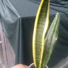 Sansevieria Snake Plant Live Plant – Gold & Green – 2 Varieties – Indoor/Outdoor - Image 1