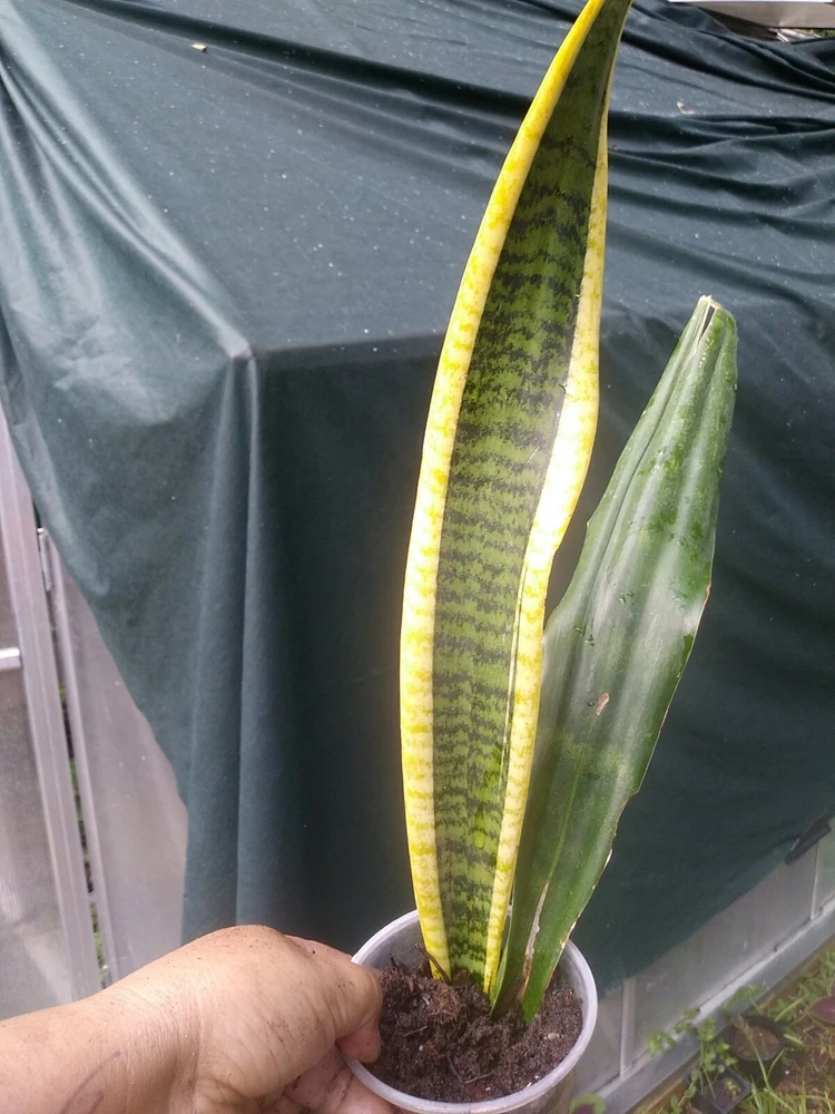 Sansevieria Snake Plant Live Plant – Gold & Green – 2 Varieties – Indoor/Outdoor - Image 1