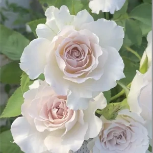 Saphiret Rose Live Plant – Pinkish-White Double Petal – 80-120 cm Tall - Image 2