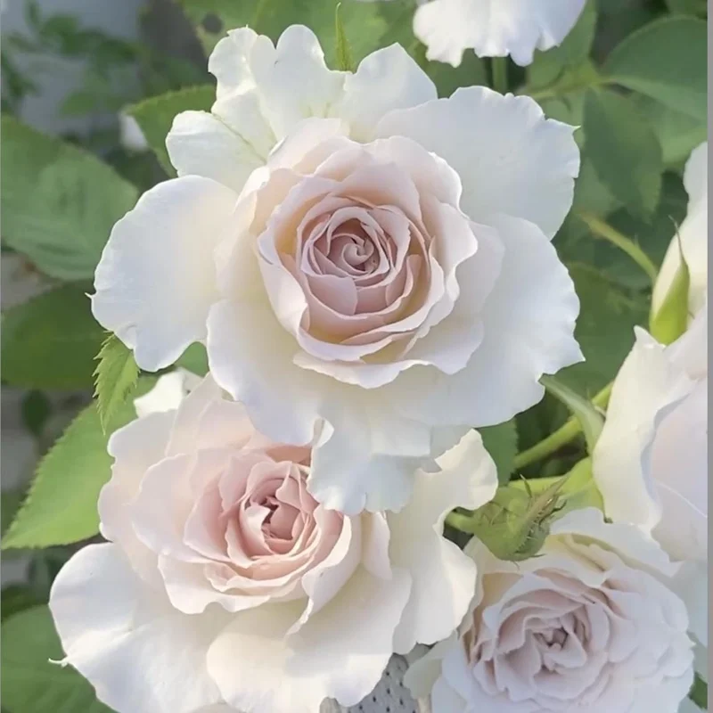 Saphiret Rose Live Plant – Pinkish-White Double Petal – 80-120 cm Tall - Image 2