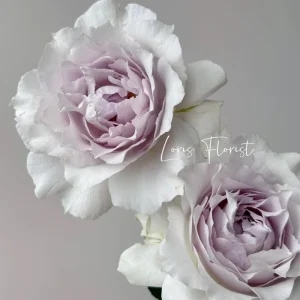 Saphiret Rose Live Plant – Pinkish-White Double Petal – 80-120 cm Tall - Image 3