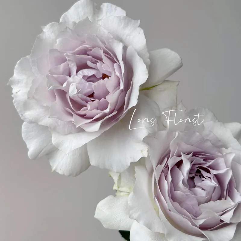 Saphiret Rose Live Plant – Pinkish-White Double Petal – 80-120 cm Tall - Image 3