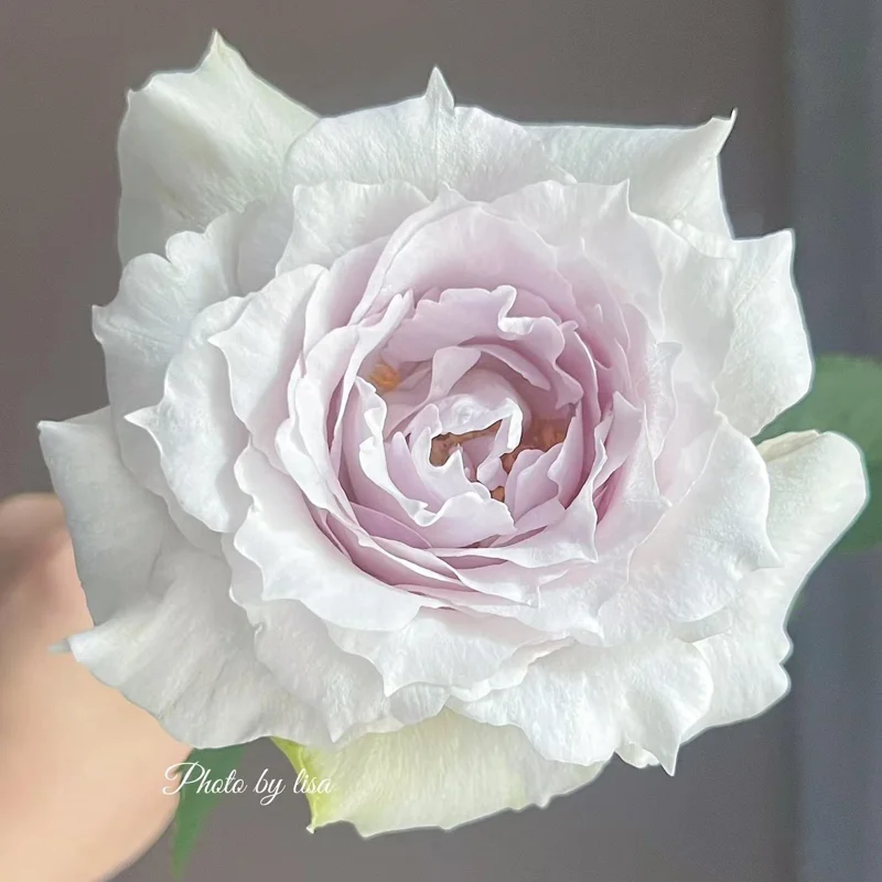 Saphiret Rose Live Plant – Pinkish-White Double Petal – 80-120 cm Tall - Image 4