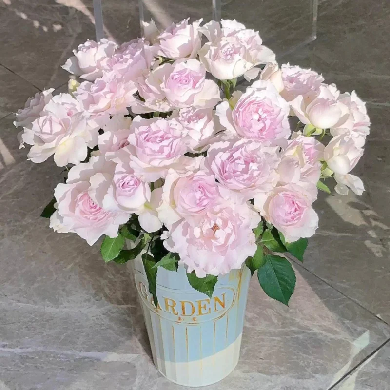 Saphiret Rose Live Plant – Pinkish-White Double Petal – 80-120 cm Tall - Image 5