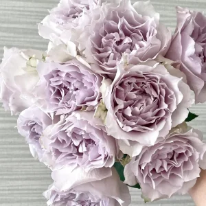 Saphiret Rose Live Plant – Pinkish-White Double Petal – 80-120 cm Tall - Image 1