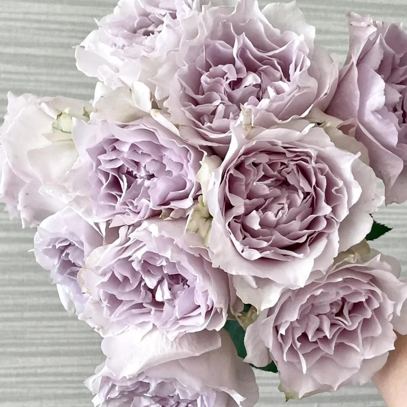 Saphiret Rose Live Plant – Pinkish-White Double Petal – 80-120 cm Tall - Image 1